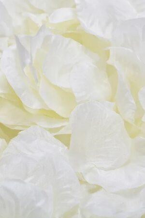 Płatki róż konfetti kremowe 100szt